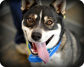 Husky/German Shepherd Dog Mix Dog for Sale in Sparta, New Jersey - Comet Husky/German Shepherd Dog Mix Dog for Sale in Sparta, New Jersey - Comet