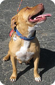 American Pit Bull Terrier Mix Dog for Sale in San Diego, California - Lynnie URGENT American Pit Bull Terrier Mix Dog for Sale in San Diego, California - Lynnie URGENT
