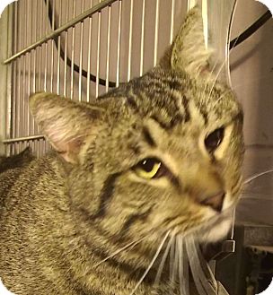 Domestic Shorthair Cat for Sale in El Cajon, California - Freddy Domestic Shorthair Cat for Sale in El Cajon, California - Freddy
