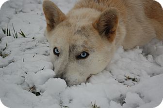 Siberian Husky Dog for Sale in Lexington, KY, Kentucky - Tina Siberian Husky Dog for Sale in Lexington, KY, Kentucky - Tina