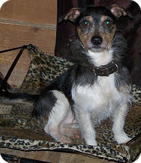 Jack Russell Terrier Mix Dog for Sale in Niagra Falls, New York - JR $50.00 Off Adopt Fee Jack Russell Terrier Mix Dog for Sale in Niagra Falls, New York - JR $50.00 Off Adopt Fee