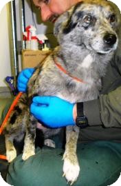 Australian Shepherd Dog for Sale in Lincolnton, North Carolina - Cassie Australian Shepherd Dog for Sale in Lincolnton, North Carolina - Cassie