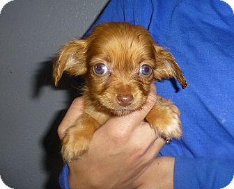 Dachshund/Schnauzer (Miniature) Mix Puppy for Sale in Oviedo, Florida - Jackie Dachshund/Schnauzer (Miniature) Mix Puppy for Sale in Oviedo, Florida - Jackie