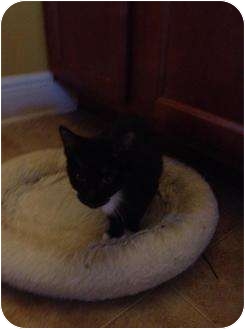 Domestic Shorthair Cat for Sale in Mobile, Alabama - Tuxy Domestic Shorthair Cat for Sale in Mobile, Alabama - Tuxy