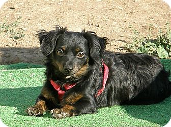 Dachshund Mix Dog for Sale in Boise, Idaho - Qwickie Dachshund Mix Dog for Sale in Boise, Idaho - Qwickie