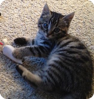 Domestic Shorthair Kitten for Sale in Modesto, California - Harriet Domestic Shorthair Kitten for Sale in Modesto, California - Harriet