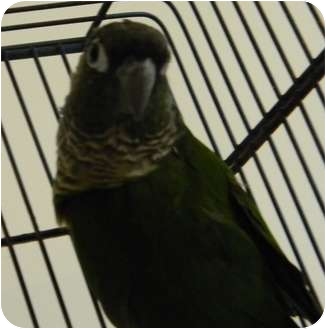 Conure for Sale in Punta Gorda, Florida - Bert Birdie Conure for Sale in Punta Gorda, Florida - Bert Birdie