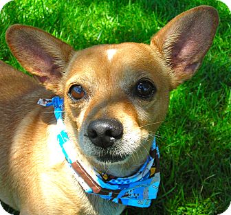 Chihuahua Dog for Sale in El Cajon, California - Pancho Chihuahua Dog for Sale in El Cajon, California - Pancho