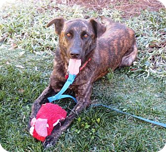 Dutch Shepherd/Labrador Retriever Mix Dog for Sale in Torrance, California - KATIE Dutch Shepherd/Labrador Retriever Mix Dog for Sale in Torrance, California - KATIE