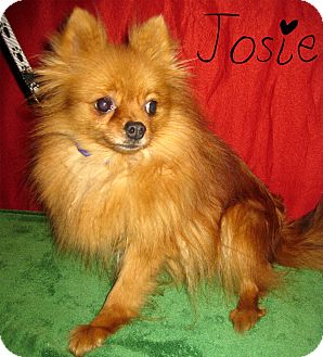 Pomeranian Dog for Sale in Prole, Iowa - Josie Pomeranian Dog for Sale in Prole, Iowa - Josie