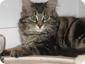 Domestic Longhair Kitten for Sale in Speonk, New York - Paxton Domestic Longhair Kitten for Sale in Speonk, New York - Paxton