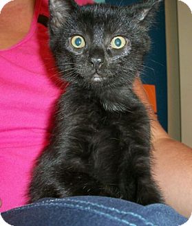 Domestic Shorthair Kitten for Sale in Sterling, Virginia - Ranger Domestic Shorthair Kitten for Sale in Sterling, Virginia - Ranger