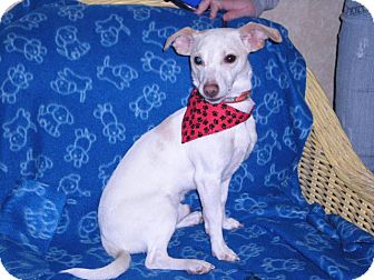 Terrier (Unknown Type, Small) Mix Dog for Sale in New Castle, Pennsylvania - Terrier (Unknown Type, Small) Mix Dog for Sale in New Castle, Pennsylvania -