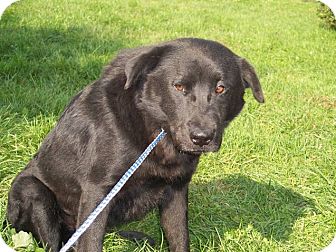 Labrador Retriever Mix Dog for Sale in Germantown, Maryland - Cher Labrador Retriever Mix Dog for Sale in Germantown, Maryland - Cher