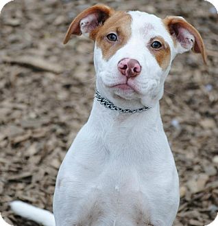 Jack Russell Terrier/Terrier (Unknown Type, Medium) Mix Dog for Sale in Tinton Falls, New Jersey - Juliet Jack Russell Terrier/Terrier (Unknown Type, Medium) Mix Dog for Sale in Tinton Falls, New Jersey - Juliet