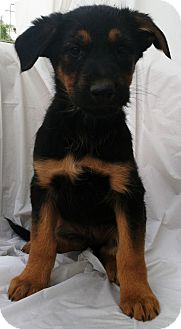 Bernese Mountain Dog/Irish Wolfhound Mix Puppy for Sale in Thousand Oaks, California - Jasper Bernese Mountain Dog/Irish Wolfhound Mix Puppy for Sale in Thousand Oaks, California - Jasper