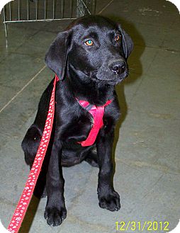 Labrador Retriever Mix Puppy for Sale in Sherman, Connecticut - Jackie Betty's Puppy Labrador Retriever Mix Puppy for Sale in Sherman, Connecticut - Jackie Betty's Puppy