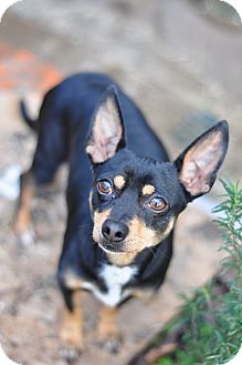 Chihuahua/Dachshund Mix Dog for Sale in Glastonbury, Connecticut - Rowdy~TINY~meet me! Chihuahua/Dachshund Mix Dog for Sale in Glastonbury, Connecticut - Rowdy~TINY~meet me!