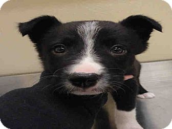 Border Collie Mix Puppy for Sale in Ogden, Utah - Rob Border Collie Mix Puppy for Sale in Ogden, Utah - Rob