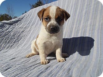 Boxer/Labrador Retriever Mix Puppy for Sale in Richmond, Virginia - SR 104 Boxer/Labrador Retriever Mix Puppy for Sale in Richmond, Virginia - SR 104