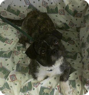 Boston Terrier/Lhasa Apso Mix Dog for Sale in Ridgely, Maryland - Rocky Boston Terrier/Lhasa Apso Mix Dog for Sale in Ridgely, Maryland - Rocky