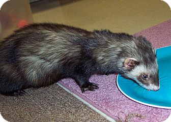 Ferret for Sale in Buxton, Maine - Jack Ferret for Sale in Buxton, Maine - Jack