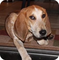Redbone Coonhound Mix Puppy for Sale in Marlton, New Jersey - Cisco Redbone Coonhound Mix Puppy for Sale in Marlton, New Jersey - Cisco