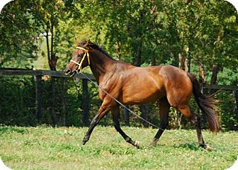 Thoroughbred for Sale in Nicholasville, Kentucky - Scatter the Ashes Thoroughbred for Sale in Nicholasville, Kentucky - Scatter the Ashes