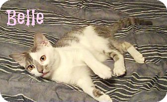 Domestic Shorthair Kitten for Sale in Simi Valley, California - Belle Domestic Shorthair Kitten for Sale in Simi Valley, California - Belle