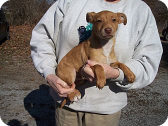 Chihuahua/Rat Terrier Mix Puppy for Sale in Germantown, Maryland - Arlo Chihuahua/Rat Terrier Mix Puppy for Sale in Germantown, Maryland - Arlo