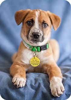 Bernese Mountain Dog Mix Puppy for Sale in Westminster, Colorado - Nikon Bernese Mountain Dog Mix Puppy for Sale in Westminster, Colorado - Nikon