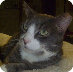 Domestic Shorthair Cat for Sale in Hamburg, New York - Smudge Domestic Shorthair Cat for Sale in Hamburg, New York - Smudge