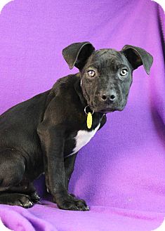 Boxer/Australian Cattle Dog Mix Puppy for Sale in Westminster, Colorado - Nicholas Boxer/Australian Cattle Dog Mix Puppy for Sale in Westminster, Colorado - Nicholas