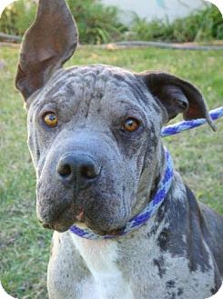 Shar Pei/Catahoula Leopard Dog Mix Dog for Sale in Red Bluff, California - Camo Shar Pei/Catahoula Leopard Dog Mix Dog for Sale in Red Bluff, California - Camo