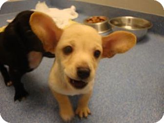 Labrador Retriever Mix Puppy for Sale in Gainesville, Florida - Hagrid Labrador Retriever Mix Puppy for Sale in Gainesville, Florida - Hagrid
