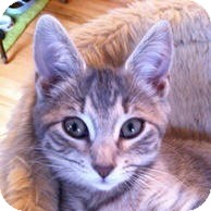 Domestic Shorthair Kitten for Sale in Albany, New York - Victoria Domestic Shorthair Kitten for Sale in Albany, New York - Victoria