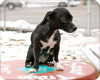 Chihuahua/Dachshund Mix Dog for Sale in Meridian, Idaho - Spooner Chihuahua/Dachshund Mix Dog for Sale in Meridian, Idaho - Spooner