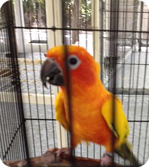 Conure for Sale in Punta Gorda, Florida - Tarzan Conure for Sale in Punta Gorda, Florida - Tarzan