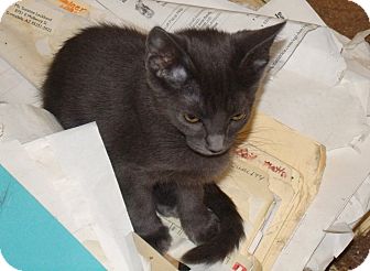 Russian Blue Kitten for Sale in Scottsdale, Arizona - Shauna Russian Blue Kitten for Sale in Scottsdale, Arizona - Shauna