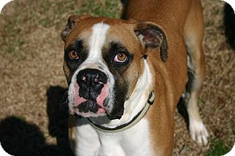 Boxer Dog for Sale in Glastonbury, Connecticut - Jagger Boxer Dog for Sale in Glastonbury, Connecticut - Jagger