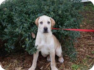Labrador Retriever Dog for Sale in Oldsmar, Florida - Fowler Labrador Retriever Dog for Sale in Oldsmar, Florida - Fowler