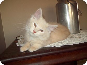 Domestic Longhair Kitten for Sale in Dover, Ohio - Butterscotch Domestic Longhair Kitten for Sale in Dover, Ohio - Butterscotch