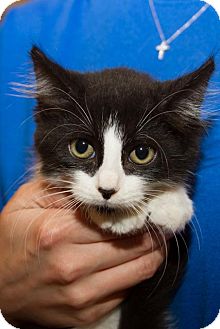 Domestic Longhair Kitten for Sale in Irvine, California - Callen Domestic Longhair Kitten for Sale in Irvine, California - Callen