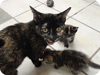 Domestic Shorthair Cat for Sale in Chippewa Falls, Wisconsin - Turtle Domestic Shorthair Cat for Sale in Chippewa Falls, Wisconsin - Turtle