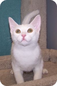 Domestic Shorthair Kitten for Sale in Colorado Springs, Colorado - K-Emery2-Maxwell Domestic Shorthair Kitten for Sale in Colorado Springs, Colorado - K-Emery2-Maxwell