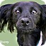 Photo 1 - Papillon/Spaniel (Unknown Type) Mix Dog for adoption in West Hollywood, California - Ebony - looking for a COMPASSIONATE home! videos Photo 1 - Papillon/Spaniel (Unknown Type) Mix Dog for adoption in West Hollywood, California - Ebony - looking for a COMPASSIONATE home! videos