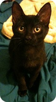 Domestic Shorthair Cat for Sale in Sterling Hgts, Michigan - Jeeves (one white whisker) Domestic Shorthair Cat for Sale in Sterling Hgts, Michigan - Jeeves (one white whisker)