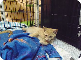 Domestic Shorthair Kitten for Sale in Catasauqua, Pennsylvania - Toby Domestic Shorthair Kitten for Sale in Catasauqua, Pennsylvania - Toby