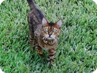 Bengal Cat for Sale in Lantana, Florida - Tobi Bengal Cat for Sale in Lantana, Florida - Tobi
