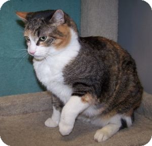 Domestic Shorthair Cat for Sale in Colorado Springs, Colorado - Gypsy Domestic Shorthair Cat for Sale in Colorado Springs, Colorado - Gypsy